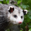 Virginia Opossum