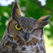 Great Horned Owl Great Horned Owl