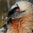 Bearded Vulture Bearded Vulture
