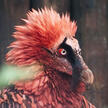 Bearded Vulture Bearded Vulture